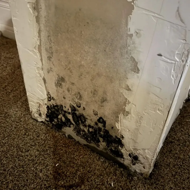 Professional Mold Removal in North Crossett, AR